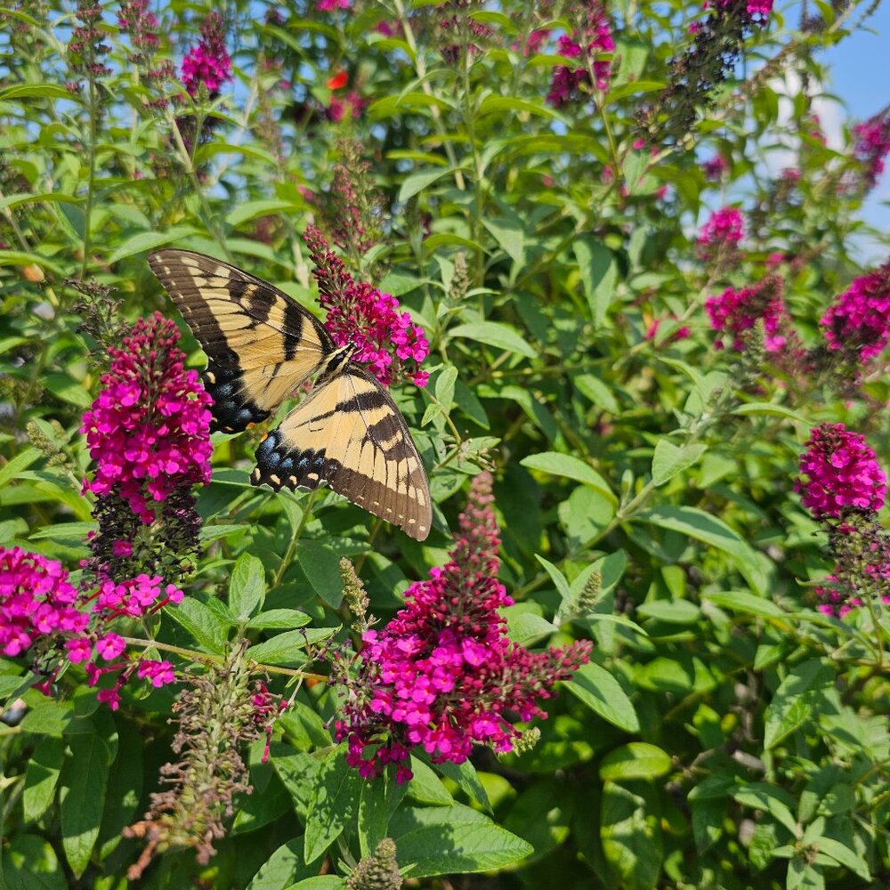 Meet your Posher, Bianca